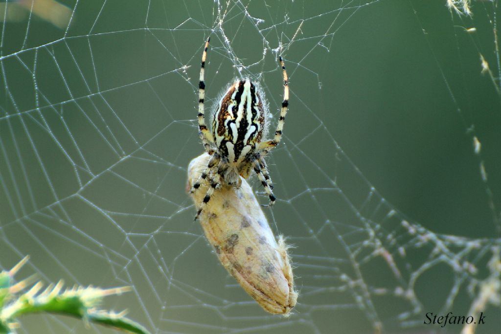 Aculepeira armida con preda! - Padriciano (TS)
